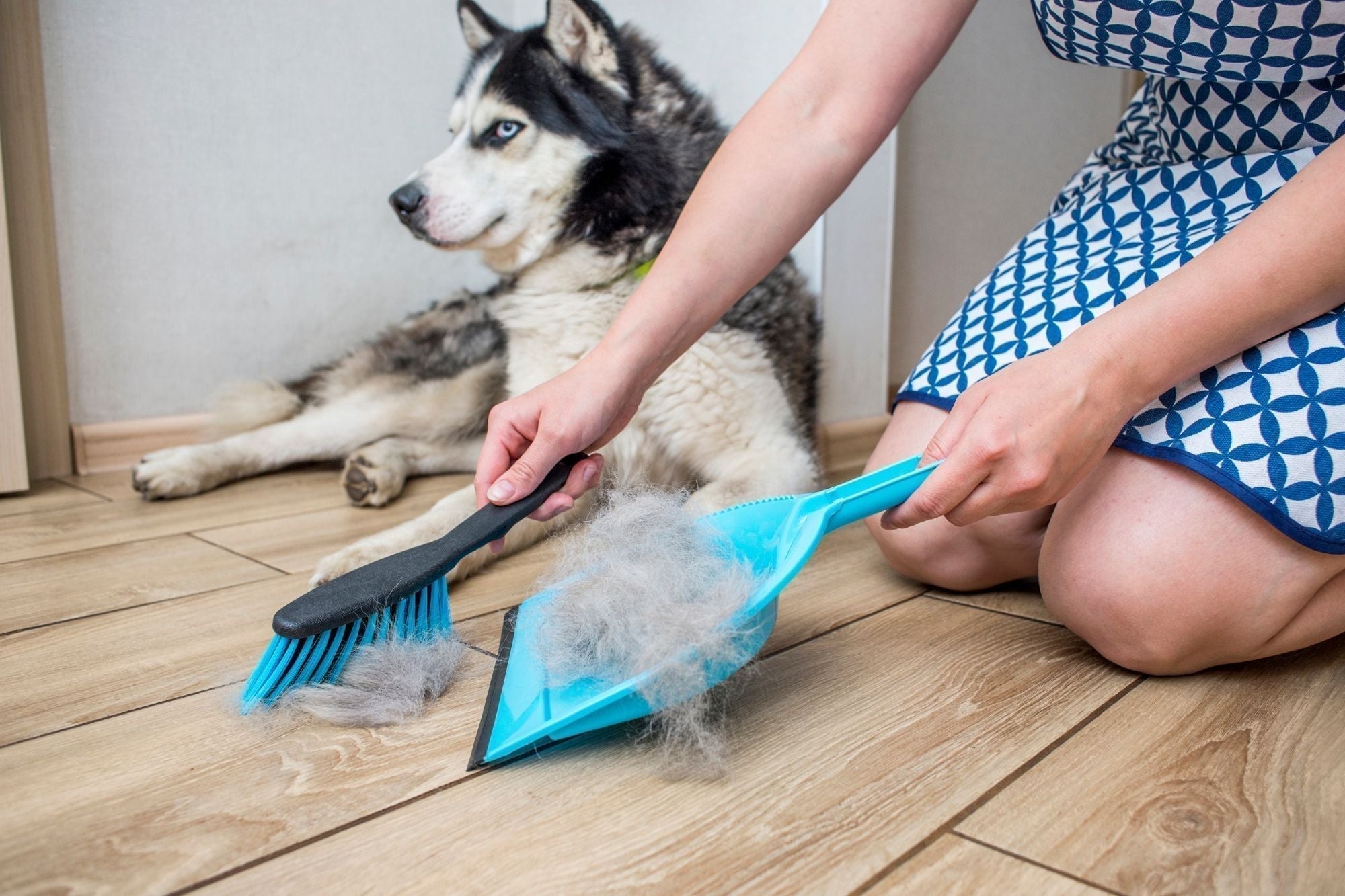 Limpieza del hogar con animales